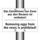 Das Entnehmen von Eiern aus den /.../ - Removing eggs from the nests is /.../