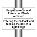 Koppel betreten und füttern der /.../ - Entering the paddock and feeding /.../