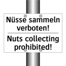 Nüsse sammeln verboten! - Nuts collecting prohibited!