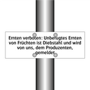 Ernten verboten: Unbefugtes Ernten von Früchten ist Diebstahl und wird von uns, dem Produzenten, gemeldet