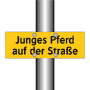 Junges Pferd auf der Straße