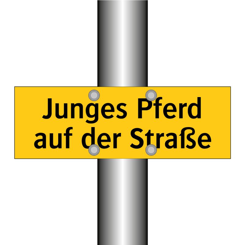Junges Pferd auf der Straße