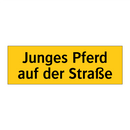 Junges Pferd auf der Straße
