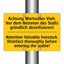 Achtung Wertvolles Vieh. Vor dem /.../ - Attention Valuable livestock. /.../