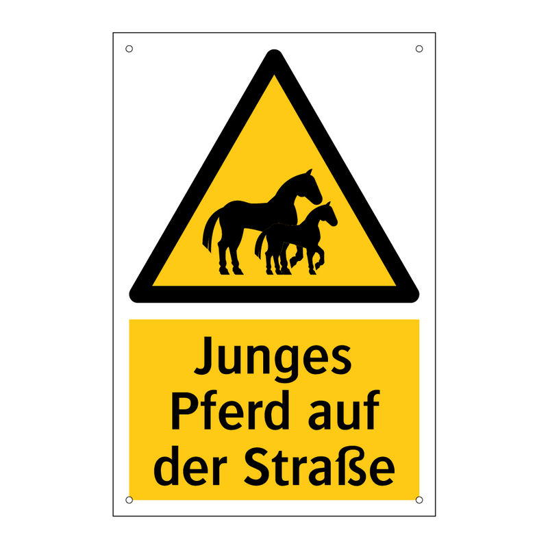 Junges Pferd auf der Straße