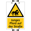 Junges Pferd auf der Straße