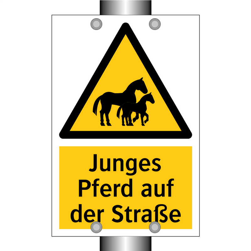 Junges Pferd auf der Straße