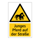 Junges Pferd auf der Straße