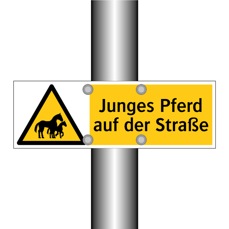 Junges Pferd auf der Straße
